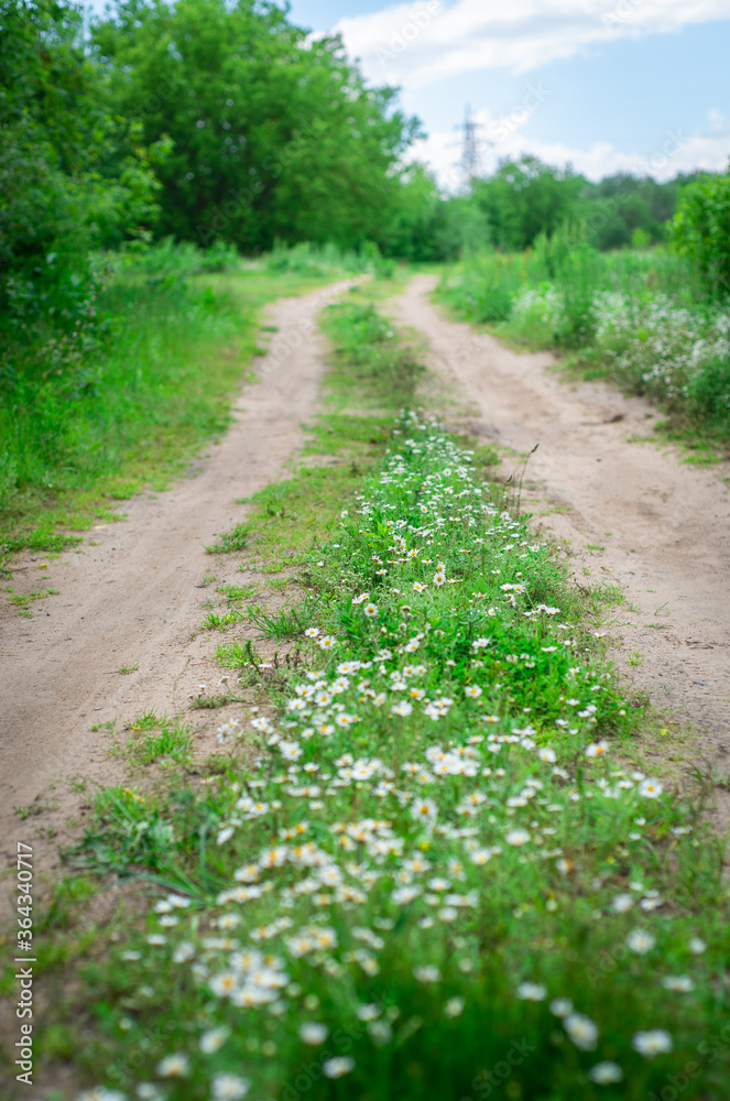 Country road in the forest with daisies. Landscape with wildflowers. Country road in the forest with daisies. Landscape with wildflowers.