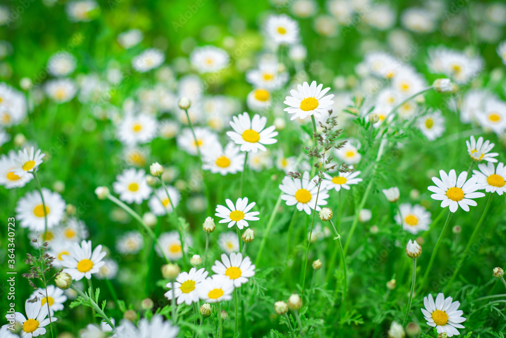 Wildflowers. White camomiles in a green field. Wildflowers. White camomiles in a green field.