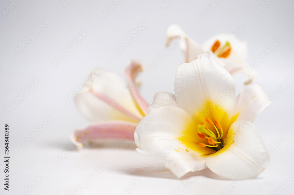 Obraz premium White lily flower closeup
