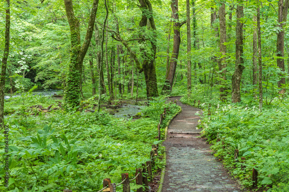 Obraz premium Oirase mountain stream in early summer