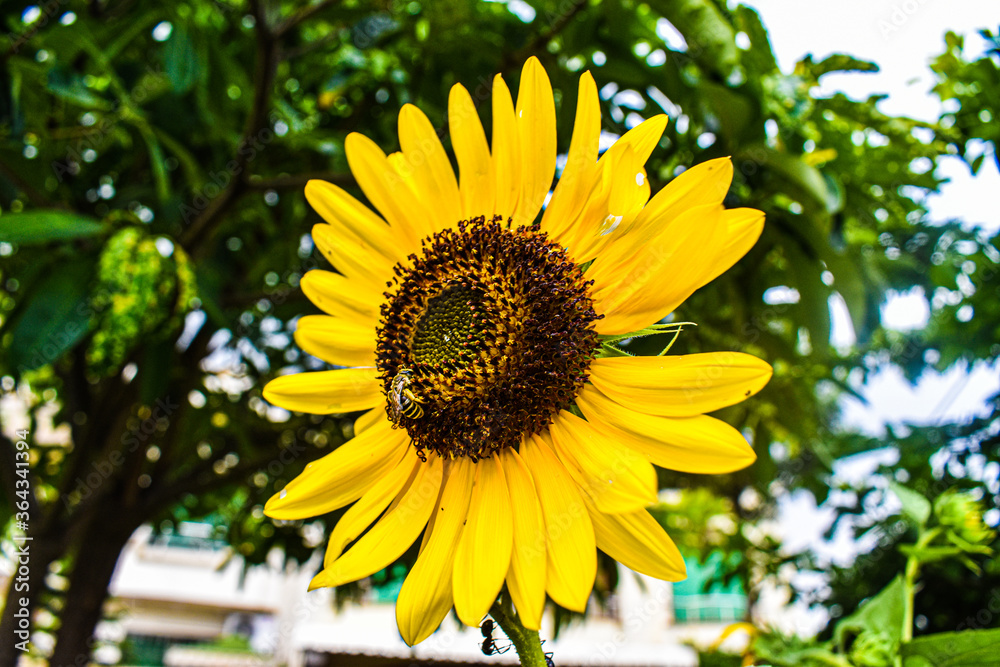 Obraz premium sunflower and bee