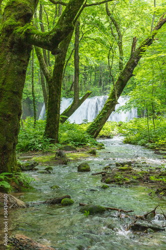 Oirase mountain stream in early summer © HIROSHI FUJITA