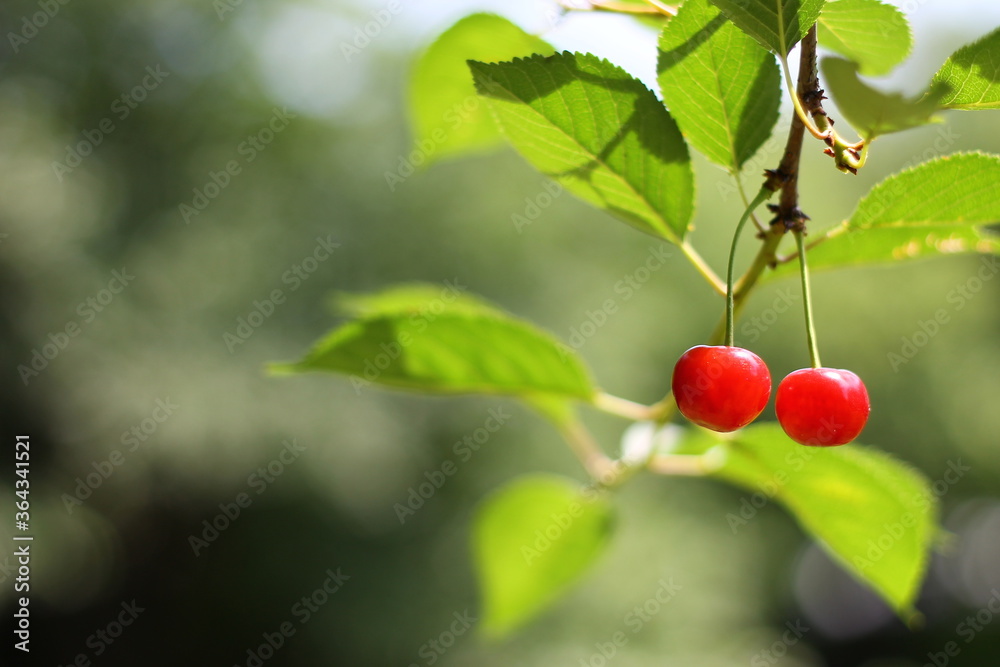 Two ripe delicious cherries on a tree branch Two ripe delicious cherries on a tree branch