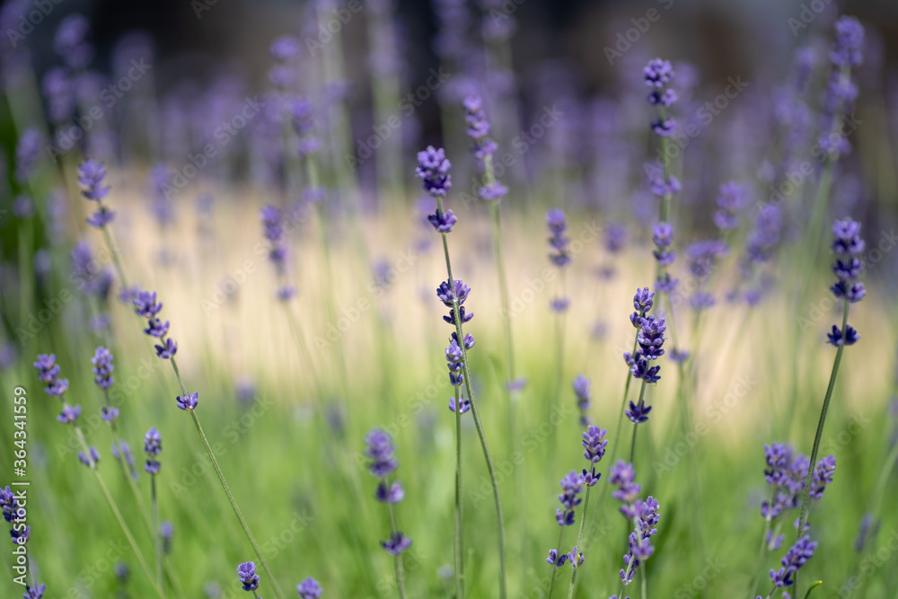 Fototapeta premium Light background with close up of lavender