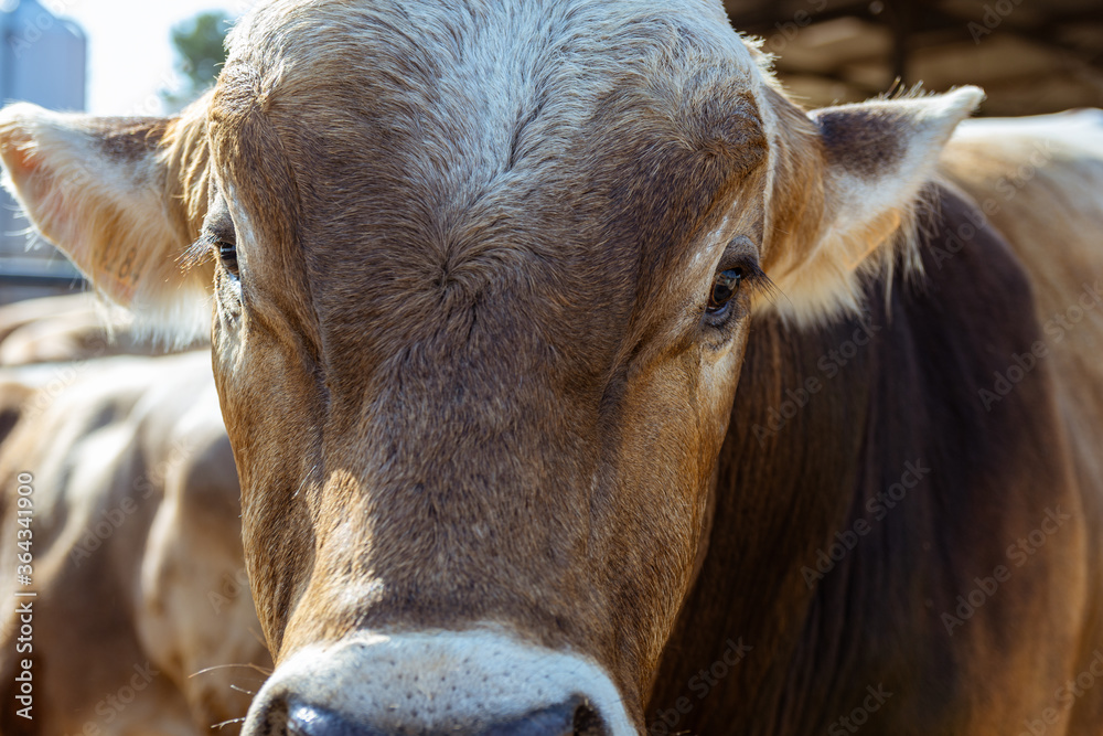 Vacas de producción de leche en establecimiento rural en Italia Vacas de producción de leche en establecimiento rural en Italia