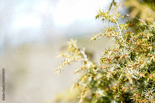 Light background with close up of a plant