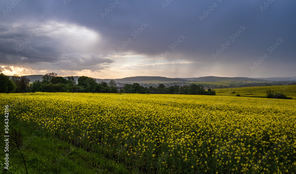 Spring yellow flowering rapeseed fields, cloudy pre-thunderstorm rainy sky and green hills. Natural seasonal, climate, weather, eco, farming, rural countryside beauty concept.