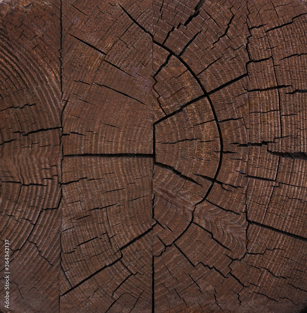 Fototapeta premium texture of tree trunk.