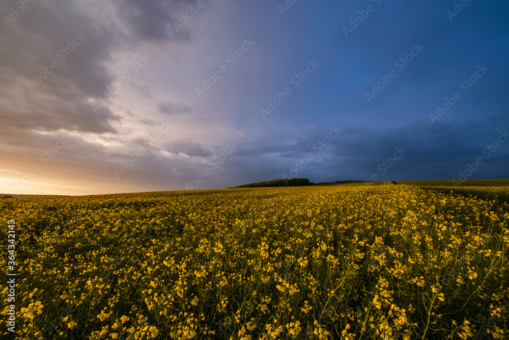 Spring rapeseed and small farmlands fields after rain evening view, cloudy pre sunset sky with colorful rainbow and rural hills. Natural seasonal, weather, climate, countryside beauty concept scene.