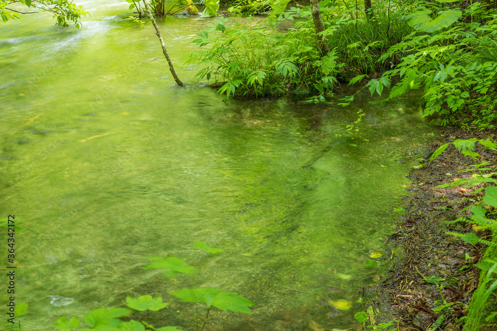 Obraz premium Oirase mountain stream in early summer