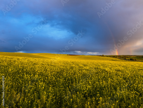 Spring rapeseed and small farmlands fields after rain evening view, cloudy sunset sky with colorful rainbow, rural hills. Natural seasonal, weather, climate, eco, farming, countryside beauty concept.