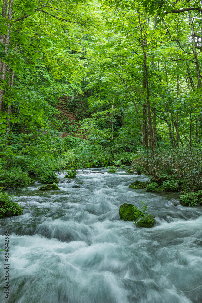 Oirase mountain stream in early summer Oirase mountain stream in early summer