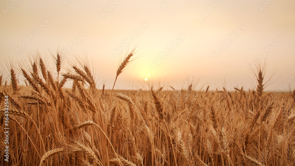 Field of golden yellow ripe growing ears of wheat, on sunset sky background