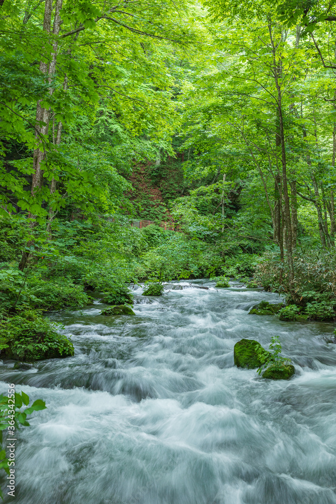 Oirase mountain stream in early summer Oirase mountain stream in early summer