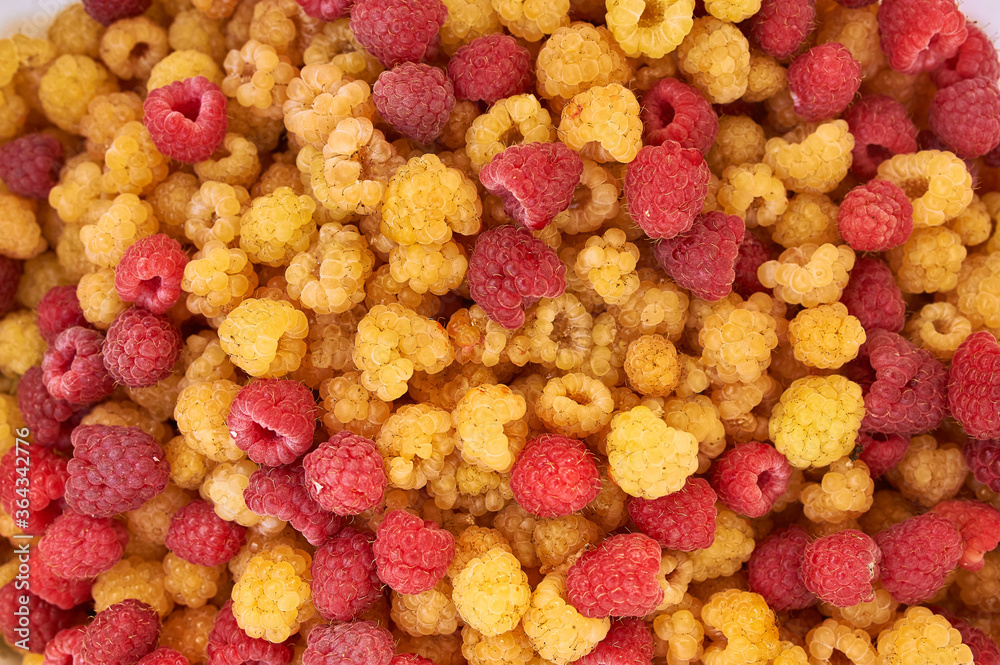lots of red and yellow raspberries. photo of raspberries of different colors. Big juicy beautiful berry lots of red and yellow raspberries. photo of raspberries of different colors. Big juicy beautiful berry