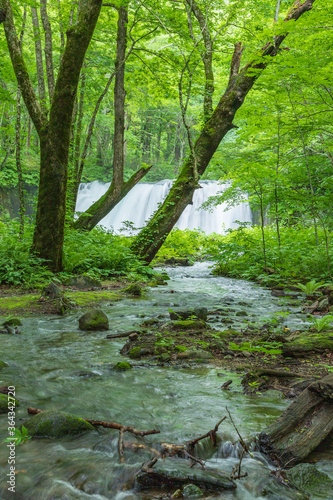 Oirase mountain stream in early summer