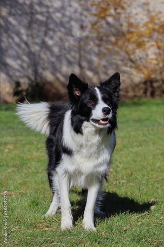Excited Border Collie Standing in the Garden in Czech Republic. Black and White Dog Wagging Tail and Smiling.