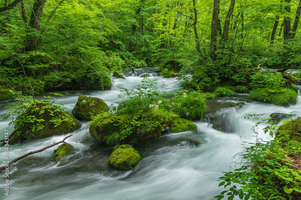 Oirase mountain stream in early summer Oirase mountain stream in early summer