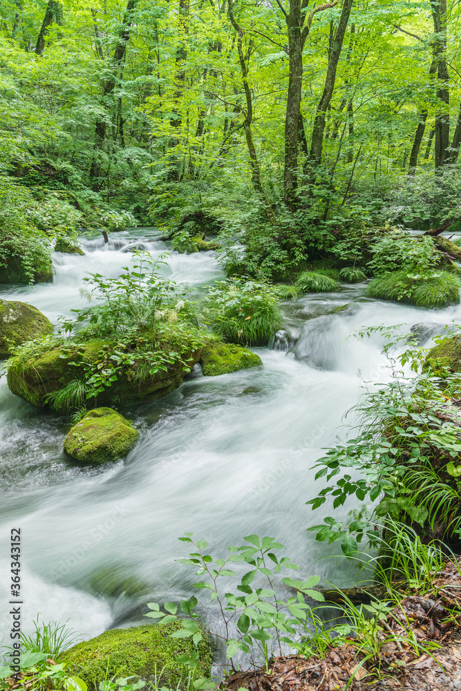 Fototapeta premium Oirase mountain stream in early summer