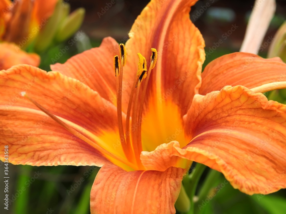 Beautiful summer garden flowers close up