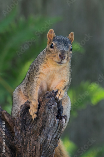 Fox squirrel on a tree trunk