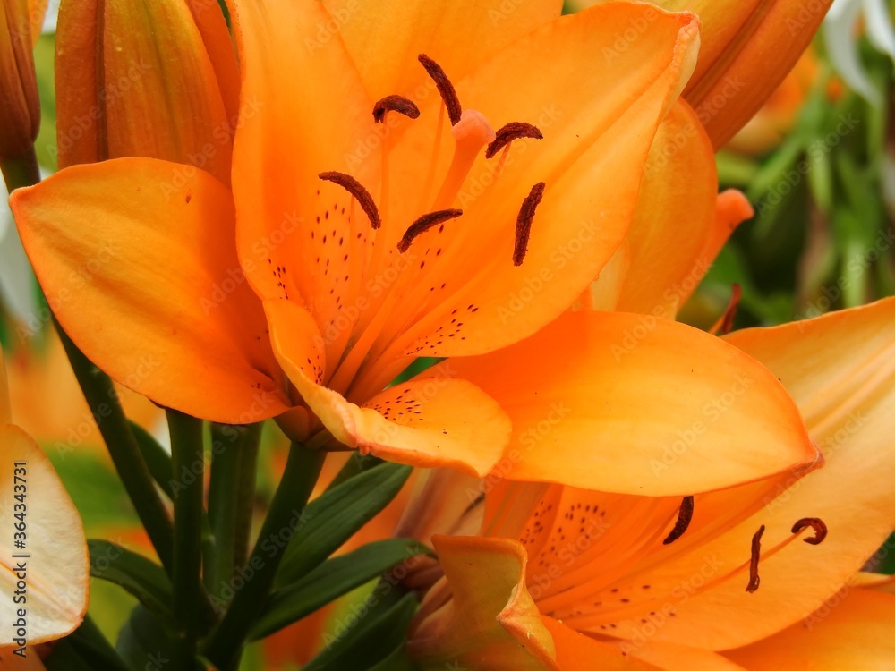Beautiful summer garden flowers close up Beautiful summer garden flowers close up