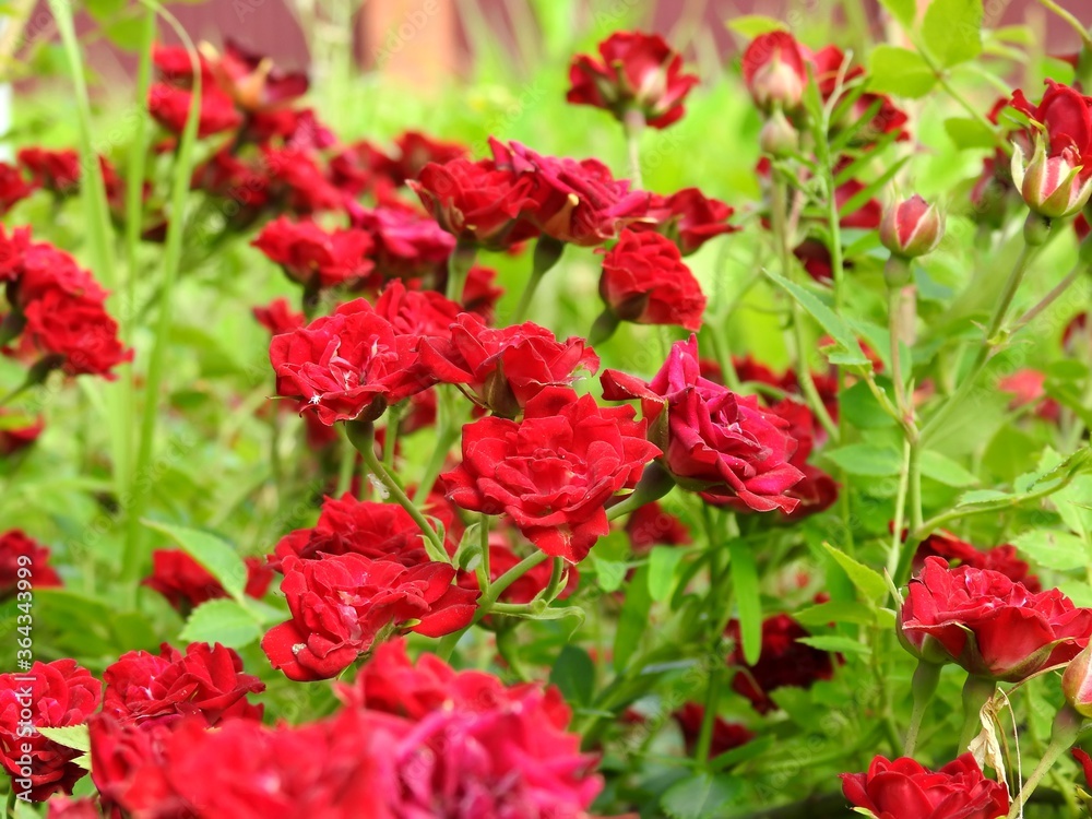 Beautiful summer garden flowers close up