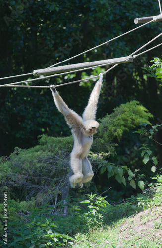 White-handed Gibbon brachiating photo