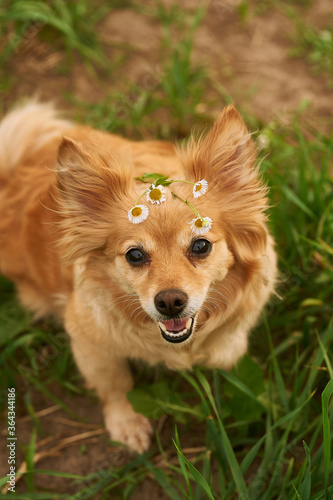 red dog chihuahua terrier with daisies. Dog sits on the grass