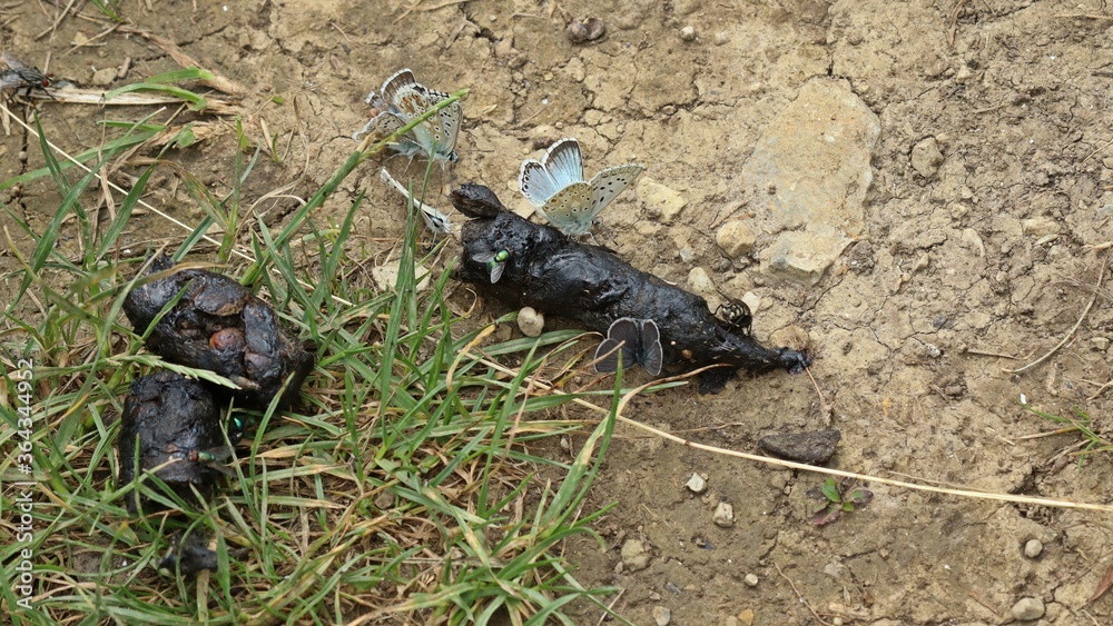 Silbergrüne Bläulinge (Polyommatus coridon) und Zwergbläuling (Cupido minimus) auf Fuchskot