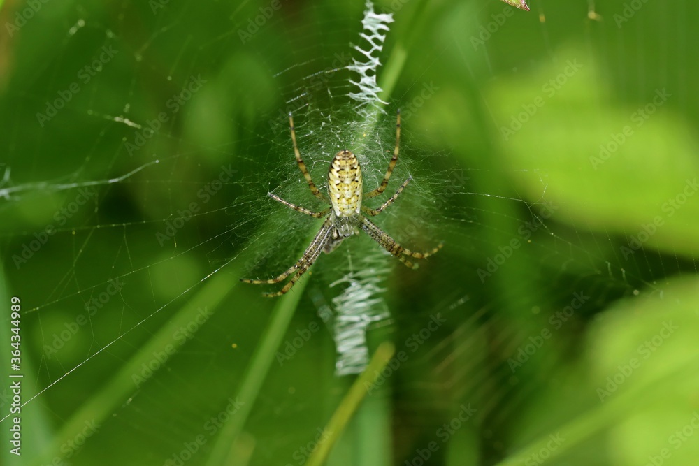 Sehr junge Wespenspinne (Argiope bruennichi) im Netz. Sehr junge Wespenspinne (Argiope bruennichi) im Netz.