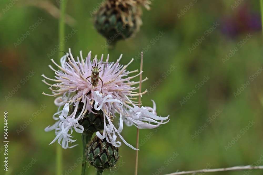 Rosa Farbvariante der Skabiosen-Flockenblume (Centaurea scabiosa).mit Rotgefleckter Weichwanze (Calocoris roseomaculatus) Rosa Farbvariante der Skabiosen-Flockenblume (Centaurea scabiosa).mit Rotgefleckter Weichwanze (Calocoris roseomaculatus)