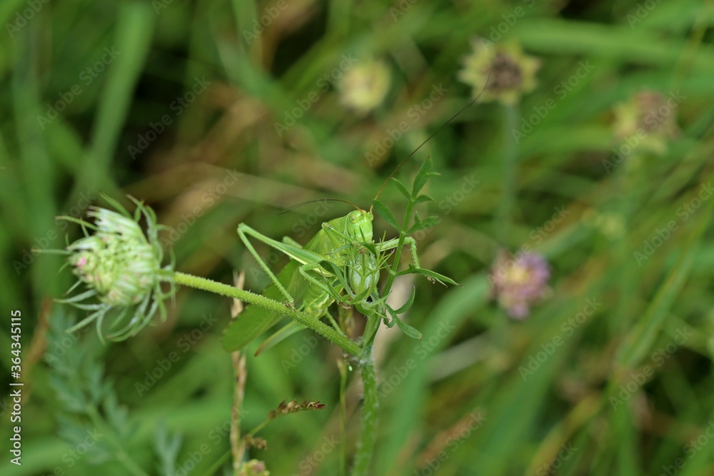 Weibliches Grünes Heupferd (Tettigonia viridissima). Weibliches Grünes Heupferd (Tettigonia viridissima).