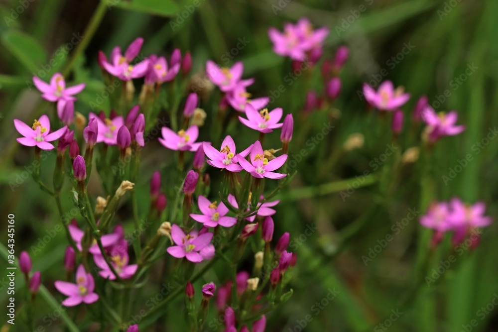 Echtes Tausendgüldenkraut (Centaurium erythraea). Echtes Tausendgüldenkraut (Centaurium erythraea).