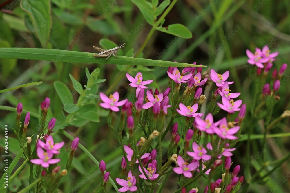 Obraz premium Echtes Tausendgüldenkraut (Centaurium erythraea).