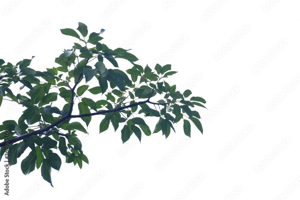 Tropical tree leaves with branches on white isolated background for green foliage backdrop Tropical tree leaves with branches on white isolated background for green foliage backdrop