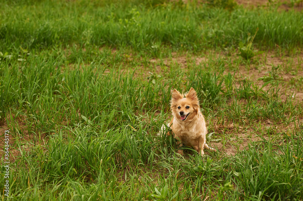 beautiful red-haired chihuahua dog sits on the grass and stuck out his tongue beautiful red-haired chihuahua dog sits on the grass and stuck out his tongue