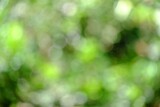 Blurred green bokeh sun light in a garden with nature background 