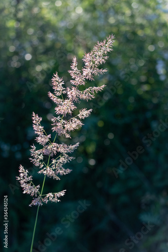 reed grass - Calamagrostis photo