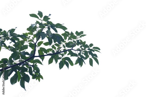 Tropical tree leaves with branches on white isolated background for green foliage backdrop 