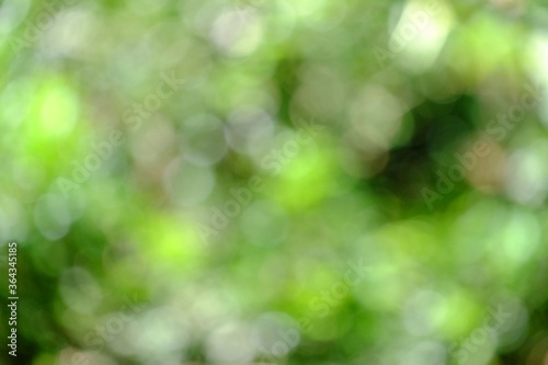 Blurred green bokeh sun light in a garden with nature background 