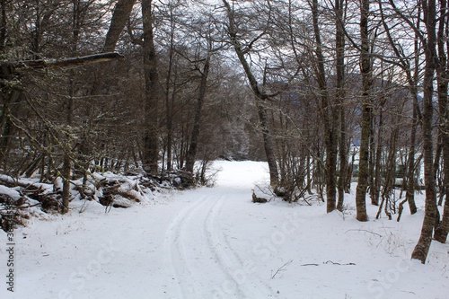Wallpaper Mural snow covered trees Torontodigital.ca