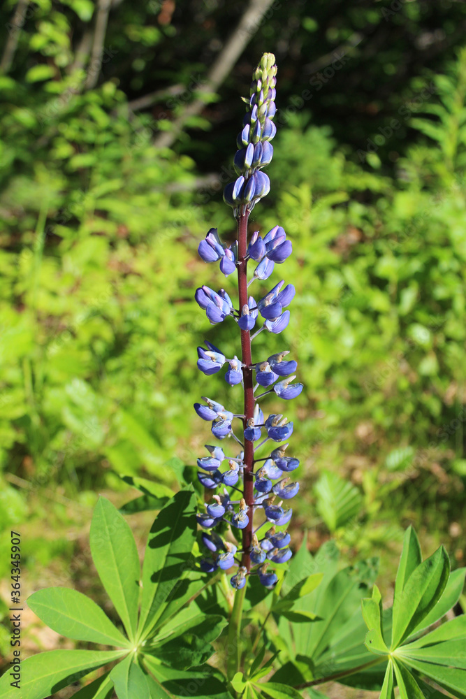 Nootka lupine wildflowers at Talkeetna, Alaska Nootka lupine wildflowers at Talkeetna, Alaska