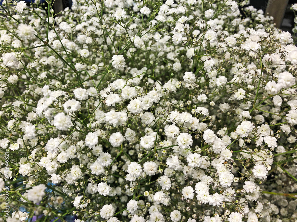 白いかすみ草の花