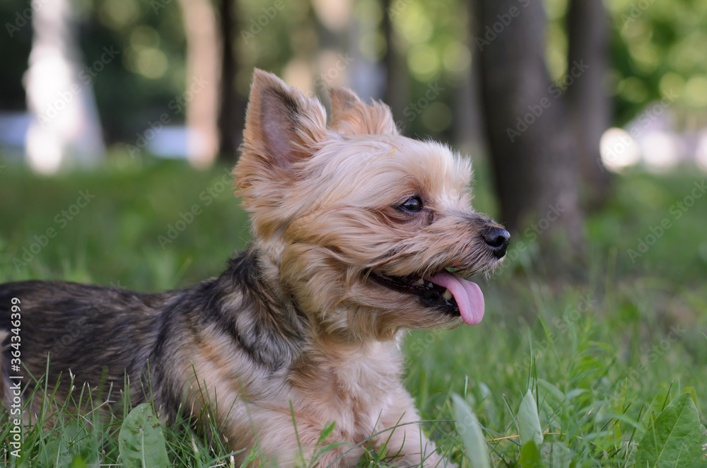 Yorkshire terrier lies on the grass on a summer day. The dog stuck out his tongue from the heat. Profile photo of a dog. Camping with pets. Blurred background. Yorkshire terrier lies on the grass on a summer day. The dog stuck out his tongue from the heat. Profile photo of a dog. Camping with pets. Blurred background.