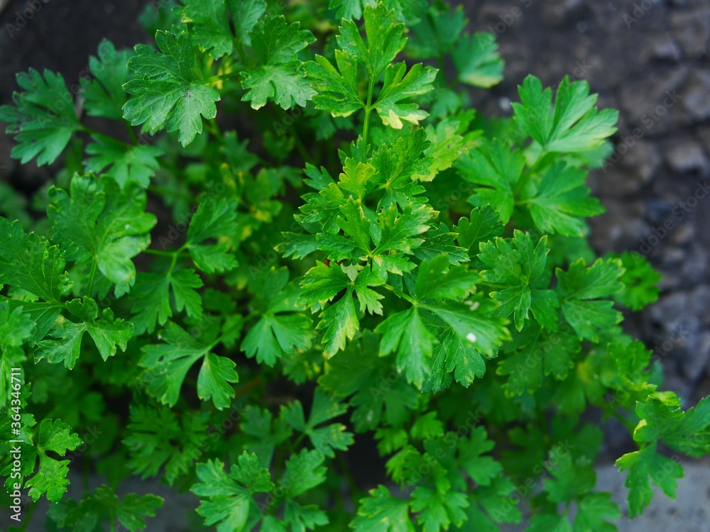 Top view photo of fresh green parsley growing in a garden. Top view photo of fresh green parsley growing in a garden.