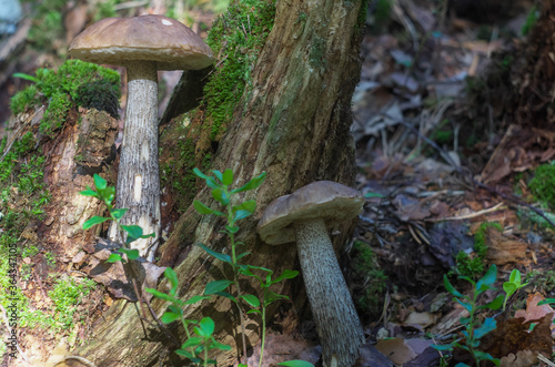 Gorgeous boletus rising up form forest's bed. Magnificent mushro photo