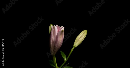 Timelapse of lily flower blooming on black background / Oriental Lily