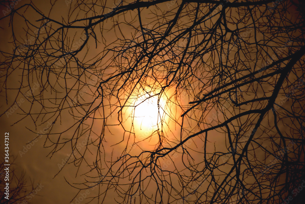 the moon in the night sky shines through the clouds against the background of tree branches, drama tinted the moon in the night sky shines through the clouds against the background of tree branches, drama tinted