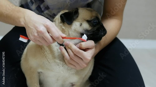 Surprised pug dog does not want to brush his teeth, turns his head away from the owner and the toothbrush